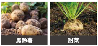馬鈴薯・甜菜