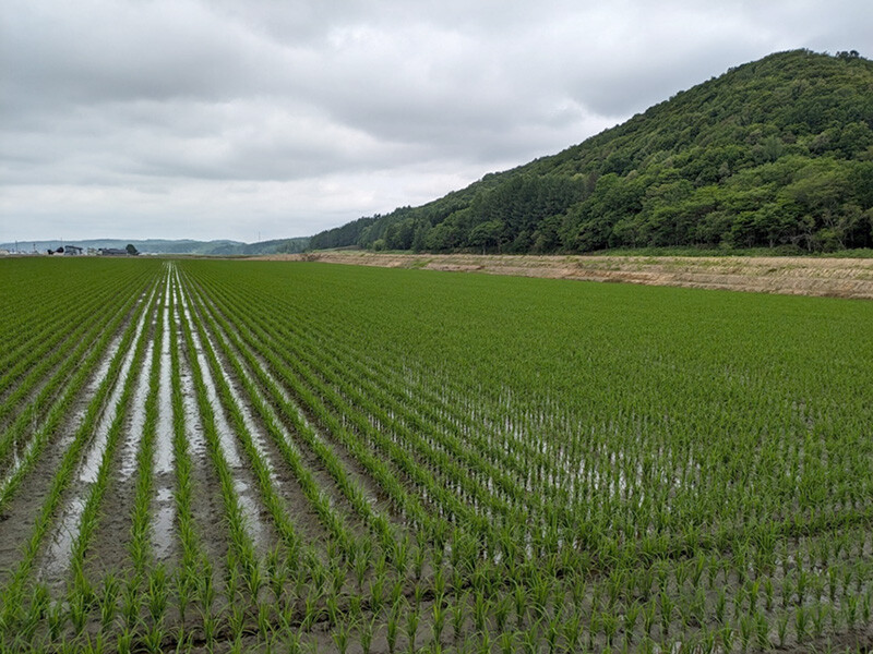 田植え後の圃場の様子