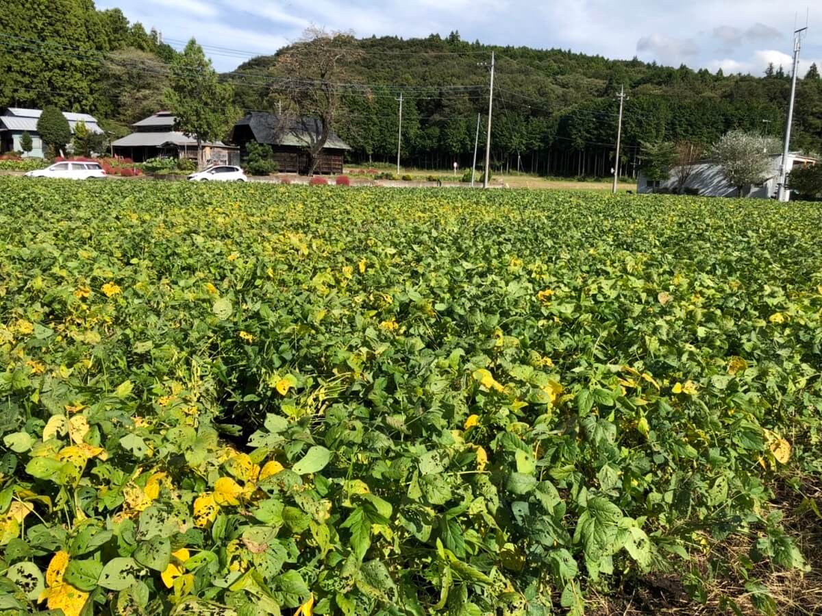 ザルビオ導入後の圃場