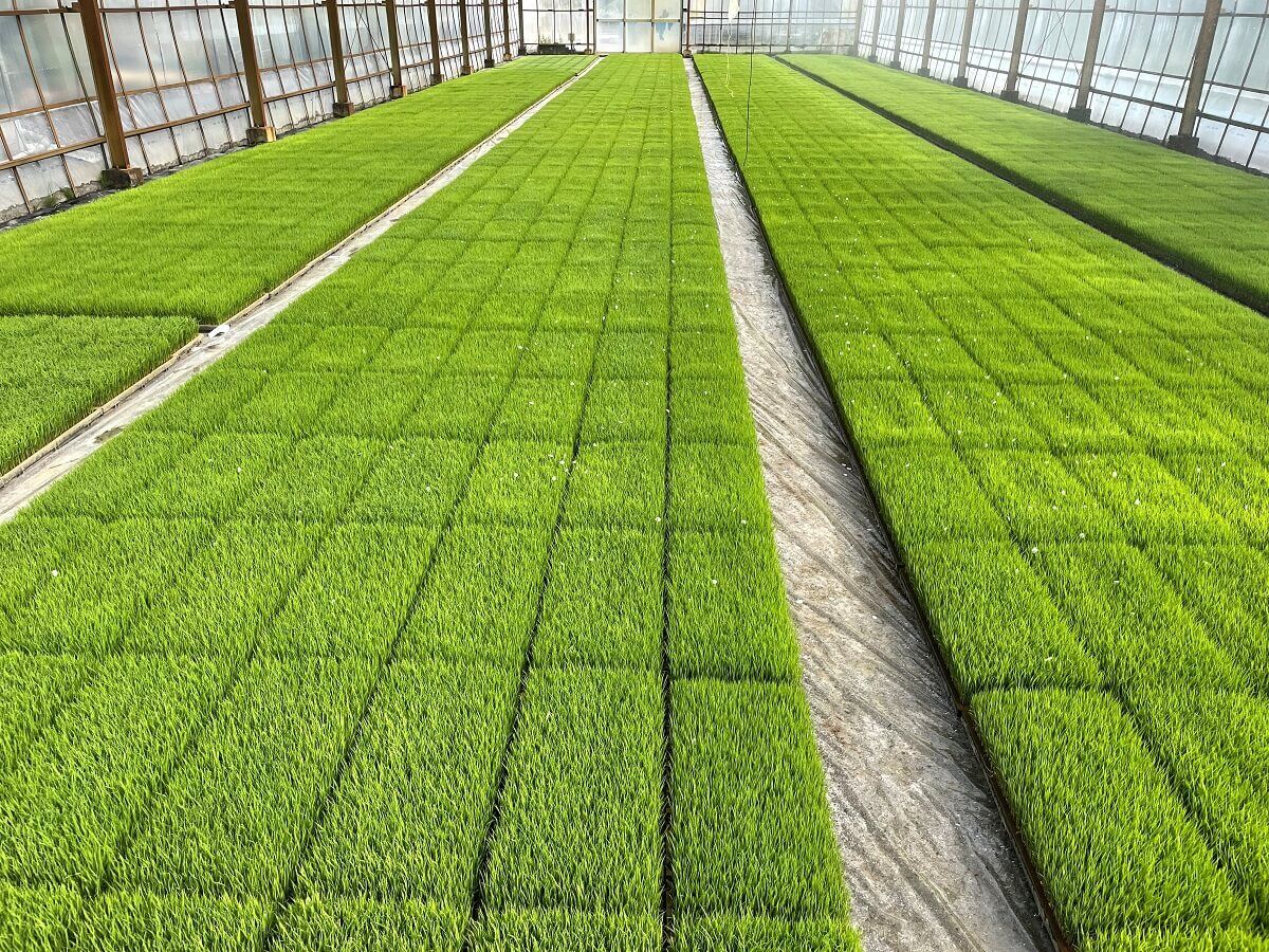 ヤマザキライスが管理する水稲圃場