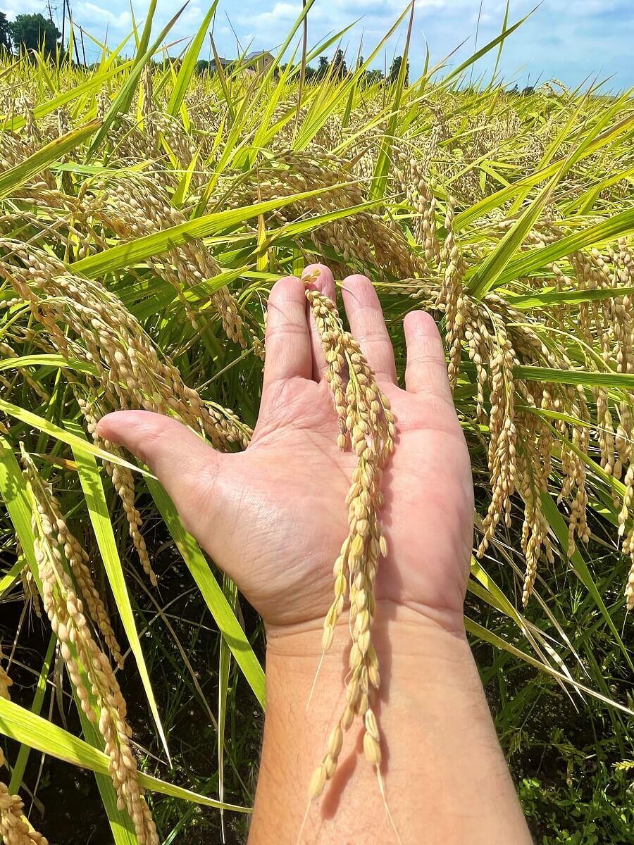 2022年度はザルビオ活用により収量アップ