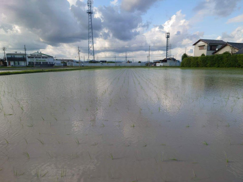 田森さんの圃場の様子